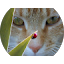 Bogdan D Avatar
